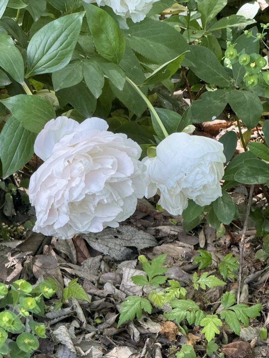 White blossoms among green leaves.