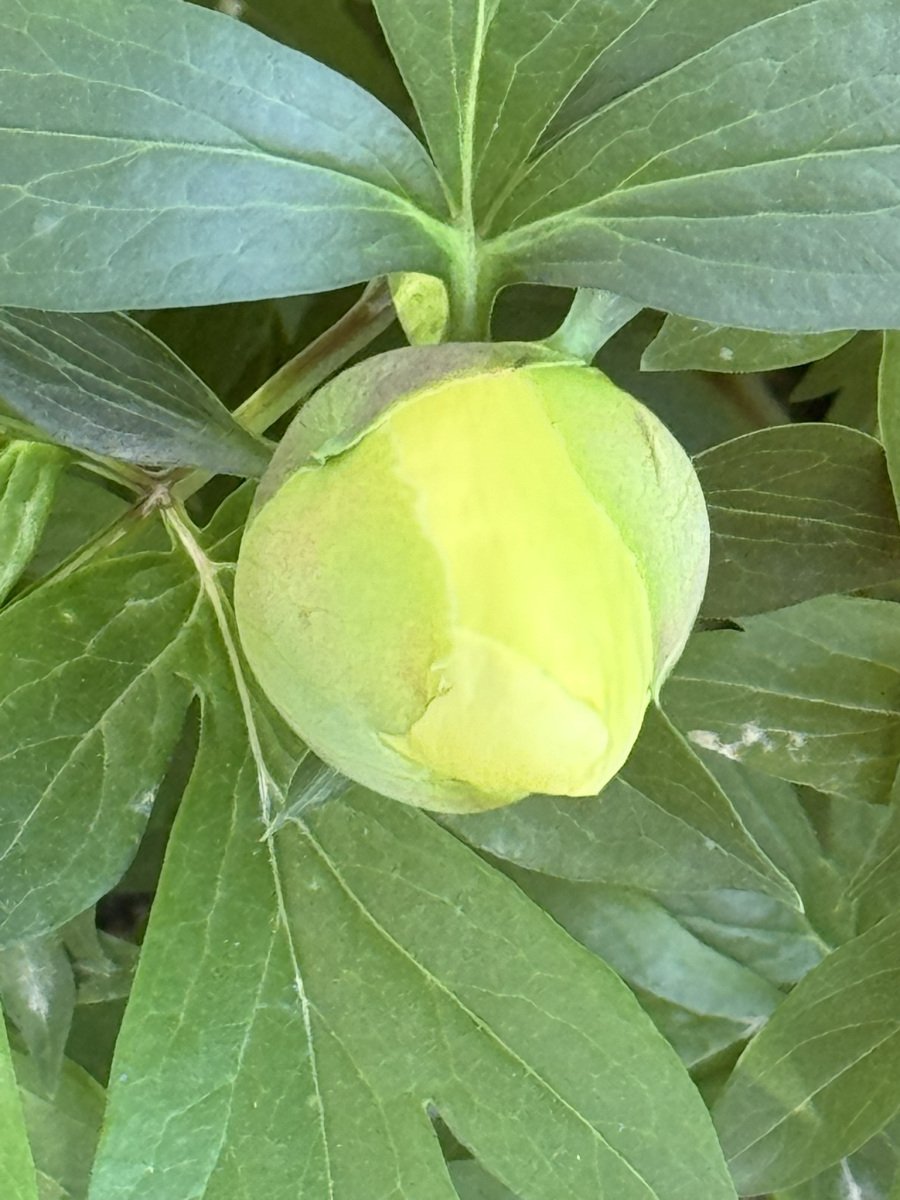 A flower bud framed by green leaves.