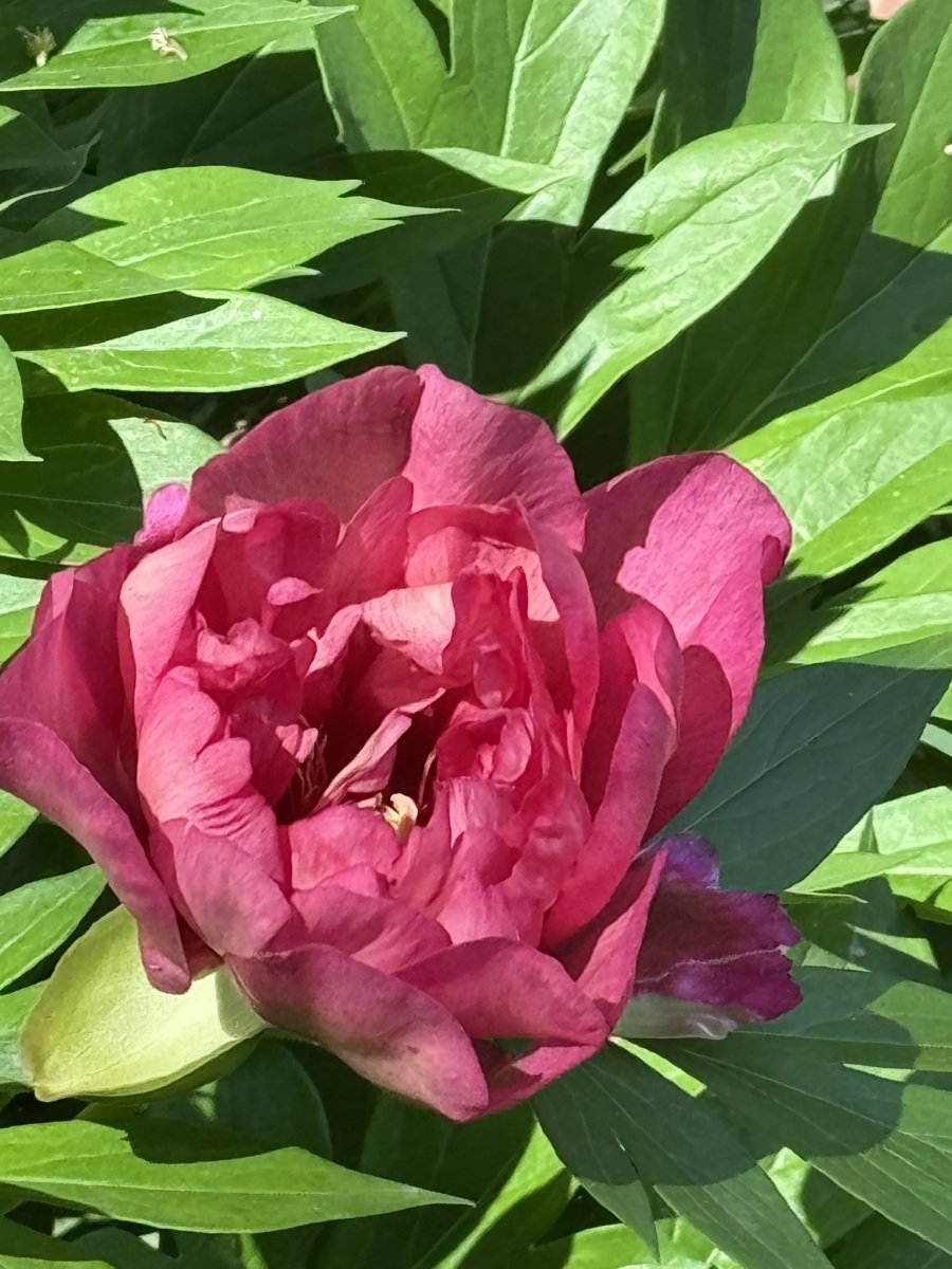 Deep pink blossom in a garden.