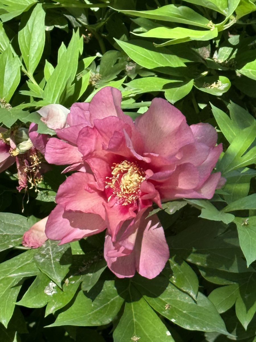 Pink flower in sunlight.