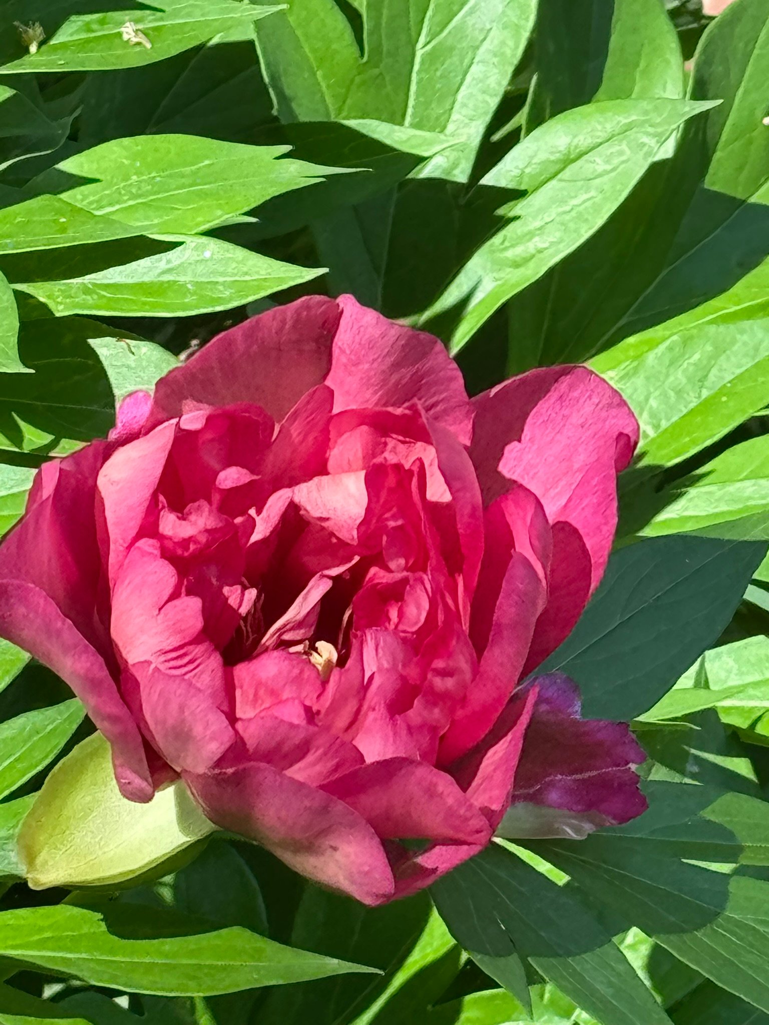 Deep pink blossom in a garden.
